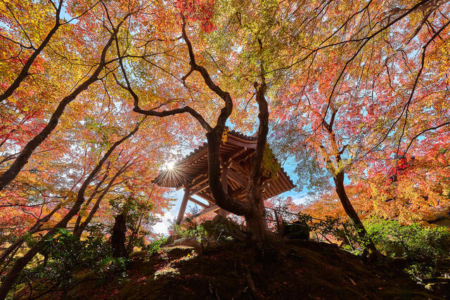 looking up at a structure at the Enryaku-ji temple in Japan with vibrant fall colors all around and a sun star peaking through right above the temple