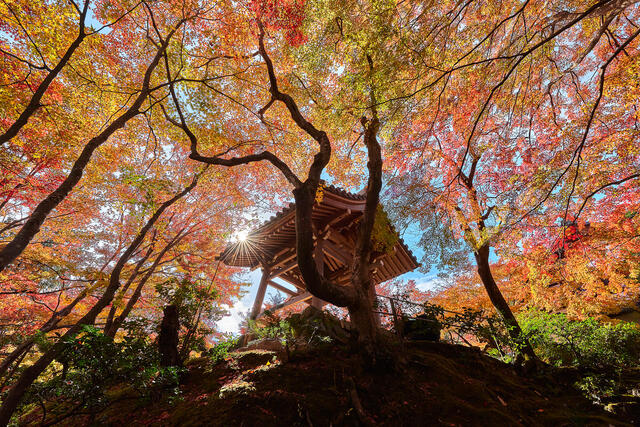 Japanese Garden Art Prints - Highlighting A Blend of Elements
