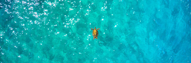 A lone Hawaiian sea turtle floating in amazing emerald colored Maui water.  Ocean fine art photography by Hawaii artist Andrew Shoemaker