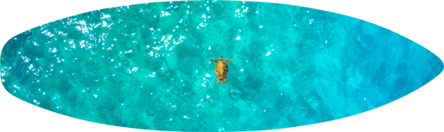 Flying Honu Surfboard