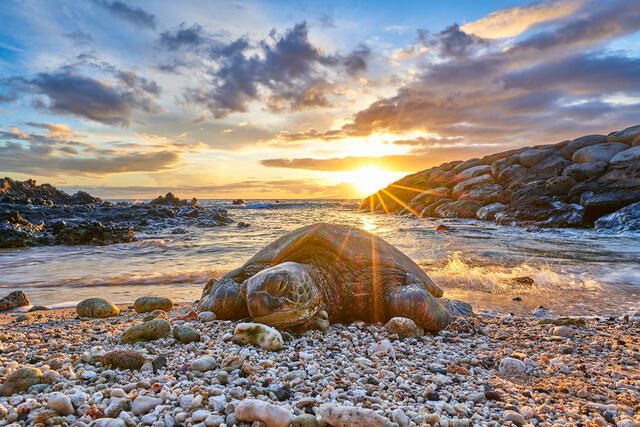 Hawaiian green sea turtle also known as Honu relaxing on a coral beach at sunset in Maui.  Photographed by Andrew Shoemaker