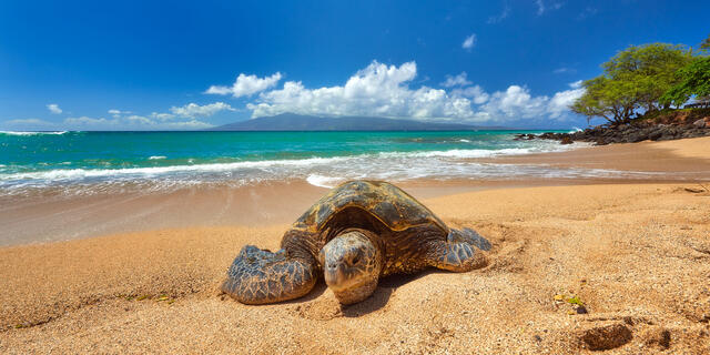 a lone hawaiian sea turtle relaxing on the beach during the day with the island of Lanai in the background