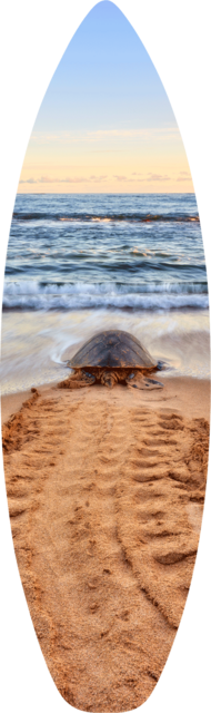 a surfboard print of a lone turtle heading out to the ocean at sunrise.  Hawaii fine art photography by artist Andrew Shoemaker
