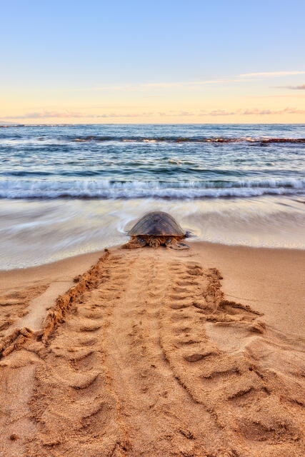 a lone hawaiian sea turtle (also known as Honu) head back out to the ocean at sunrise leaving behind unique turtle tracks on the beach