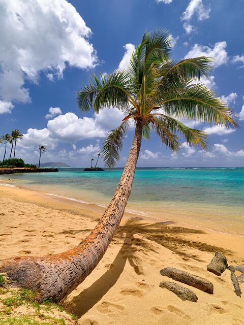 A beautiful bent palm tree reaching out over the water at Kahala Beach on the island of Oahu near Honolulu, Hawaii.  Hawaii Fine Art Landscape Photography