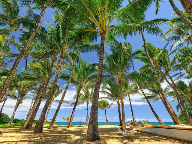 the classic Hawaii scene with large coconut palms looking out towards the ocean at Kuau Cove as seen from the famous Mama's Fish House on the island of Maui