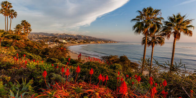 a classic panoramic image from Heisler Park overlooking Laguna Beach California at sunset with blooming aloe in the foreground