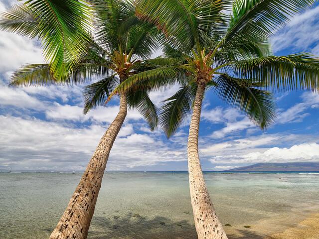 Two leaning palm trees on the shoreline in Lahaina, Maui, Hawaii with ocean and island views under a bright blue sky.