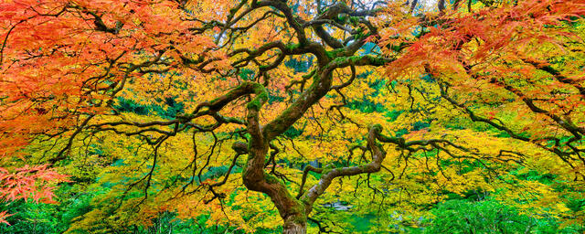Legend is a panoramic photograph of a beautiful Japanese lace maple tree in Portland, Oregon with incredible fall colors.  Photographed by Andrew Shoemaker