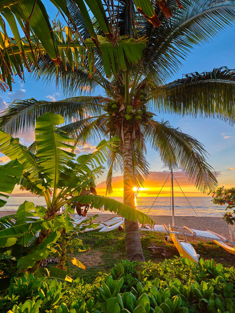 a beautiful sunset scene at Polo Beach in Wailea featuring a coconut palm tree, an outrigger and a sun star.  Photographed by Andrew Shoemaker