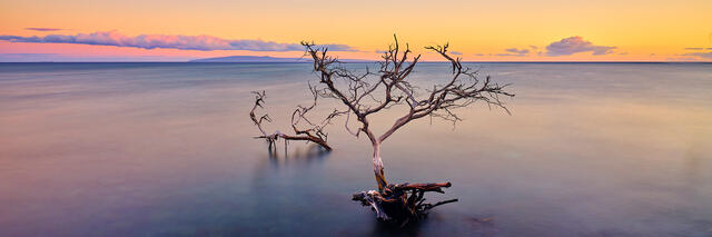panoramic view a kiawe tree half submerged in the pacific near Olowalu on the island of Maui, Hawaii.  Fine art photograph by Andrew Shoemaker