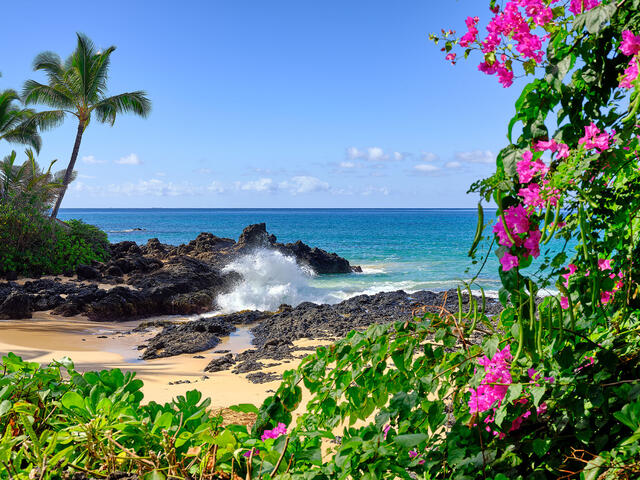 secret beach in the morning with pink flowers in the foreground and an incoming wave to the beach.  Hawaii fine art photography by Andrew Shoemaker