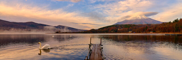 sunrise at lake yamanaka wish swans swimming in the calm morning waters and mount fuji reflecting in the lake with lenticular clouds above it