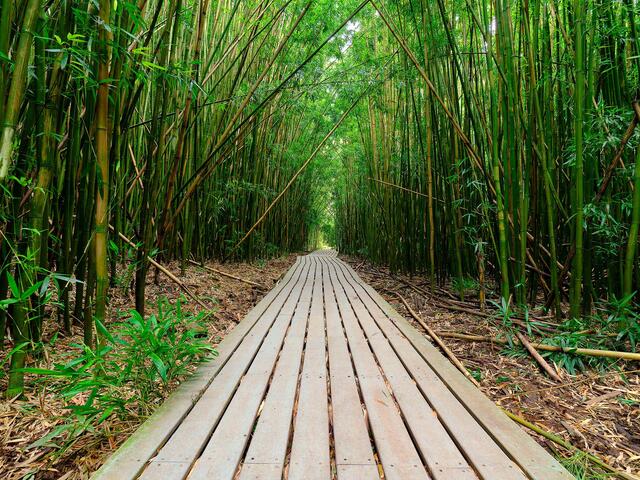 a pathway goes through a bamboo forest along the Pipiwai trail in Haleakala National Park near Hana, Hawaii on the island of Maui.  Fine art photography