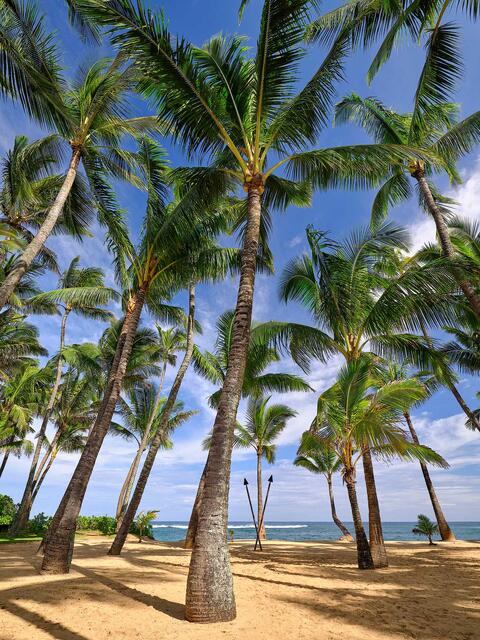 Palm trees rise over golden sand at Kuau Cove on Maui’s north shore, with ocean waves and blue skies creating a serene tropical sanctuary.