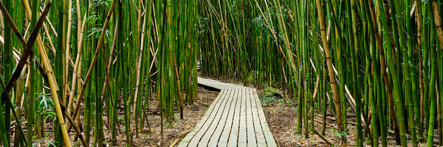 panoramic photograph of a descending path through a lush bamboo forest on the Pipiwai Trail in Hana Hawaii.  Photographed by Andrew Shoemaker
