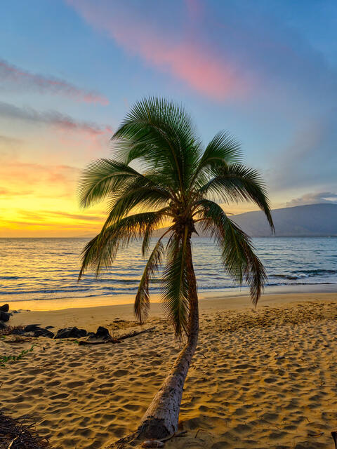 a fine art photograph of a single bent palm tree facing the ocean at sunset in Kihei on the Hawaiian island of Maui.  Sunset photography by Andrew Shoemaker