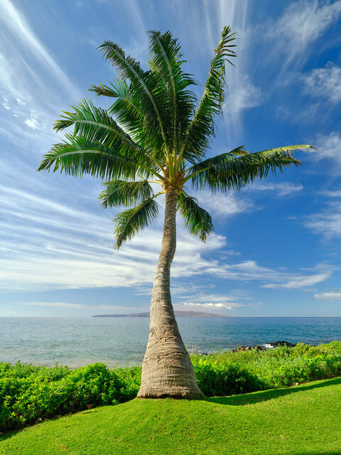 Prevail is a fine art photograph featuring a beautiful coconut palm tree along Wailea Beach on the island of Maui during the day.  Photo by Andrew Shoemaker