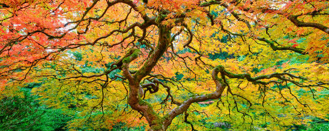 a beautiful panorama captured by photographer Andrew Shoemaker of a Japanese lace maple tree in the Portland Japanese garden in Oregon.  Autumn colors galore