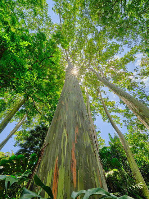 Rainbow Tower is a fine art photograph of a towering rainbow eucalyptus tree in the forest near Hana on the island of Maui by artist Andrew Shoemaker