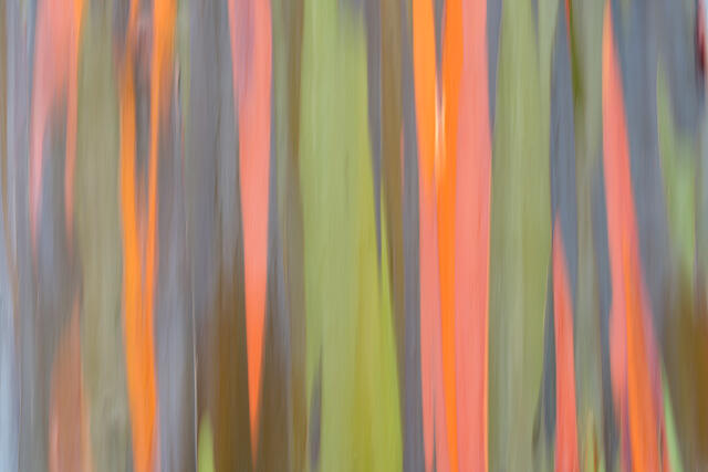 an abstract photographic image showcasing the bark of the rainbow eucalyptus tree combined with intentional camera movement to create this beautiful image