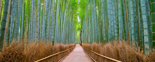 righteous path is a panoramic photograph looking down the Arashiyama bamboo forest path in Kyoto, Japan.  Japanese art photography by Andrew Shoemaker