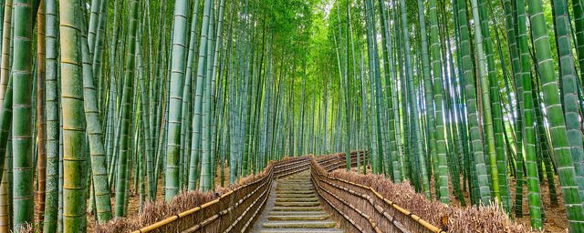 Stone path through Arashiyama’s lush bamboo forest in Kyoto, Japan, surrounded by towering green stalks and tranquil natural light.

