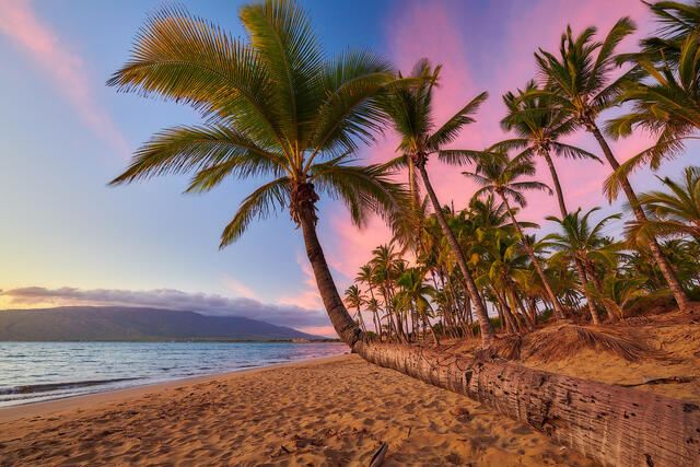 a bent palm tree at sunset in Kihei, Hawaii on the island of Maui.  Beautiful pink and blue colors illuminate the sky.  Hawaii Photography by Andrew Shoemaker