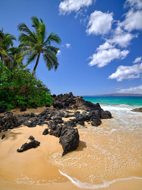 vertical view of a coconut palm and black lava rock in the foreground at Secret Beach in Makena, Maui