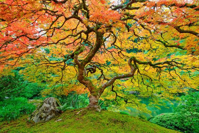 a beautiful Japanese maple tree with fall colors photographed at the Japanese garden in Portland, Oregon by fine art photographer Andrew Shoemaker