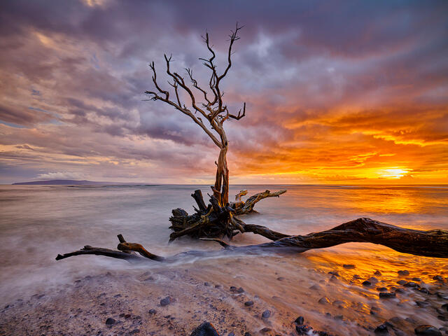 a lone keawe tree along the beach at Ukumehame on the island of Maui makes for a dramatic subject at sunset