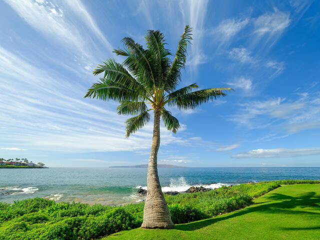 Wailea Essence is a fine art photograph featuring a beautiful palm tree along the shoreline in Wailea on the Hawaiian island of Maui