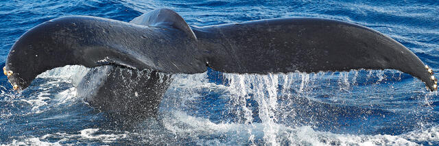 closeup panoramic image of a humpback whale tail off the coast of the Hawaiian island of Maui.  Panoramic photography for sale by artist Andrew Shoemaker