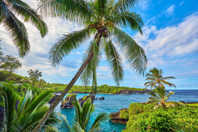 a lovely scene of a coconut palm with the backdrop of lava rock and aqua blue Hawaiian waters at Waianapanapa State Park