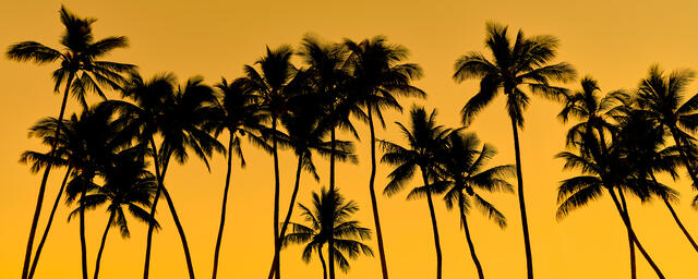 Gold Zenith is a beautiful golden sunset silhouette featuring coconut palm trees against a gold background on the island of Molokai by Andrew Shoemaker