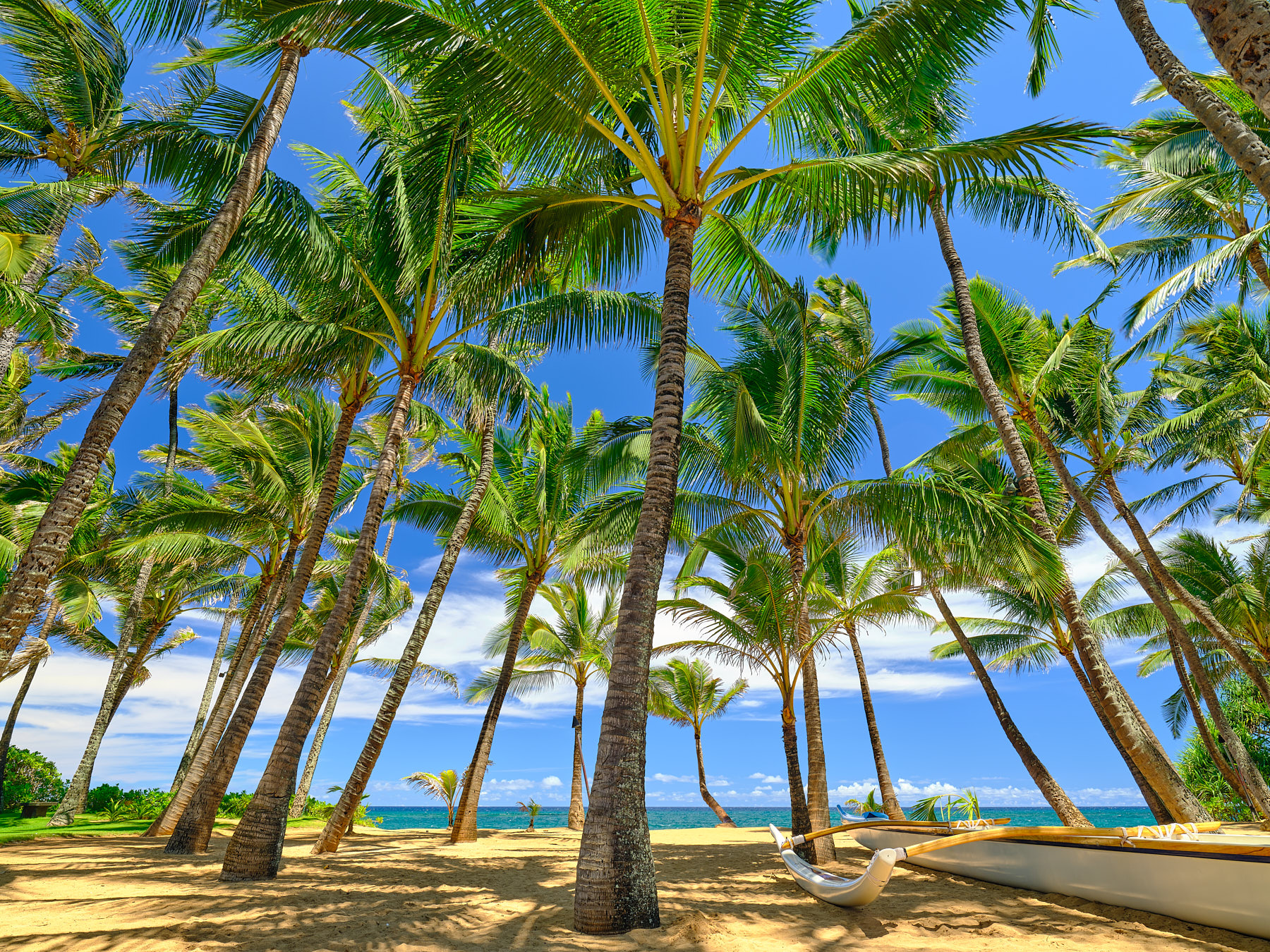 Kuau Kingdom the classic Hawaii scene with large coconut palms looking out towards the ocean at Kuau Cove as seen from the famous Mama's Fish House on the island of Maui