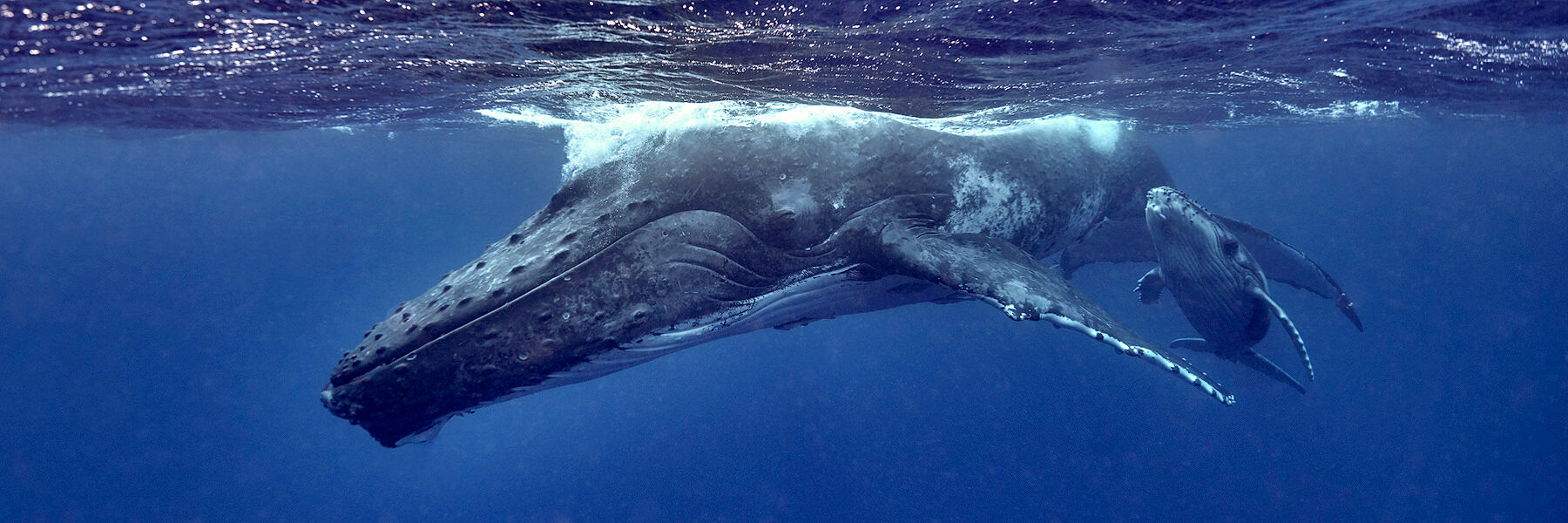 underwater photograph of a mother and calf humpback whale.  Photographed by Andrew Shoemaker