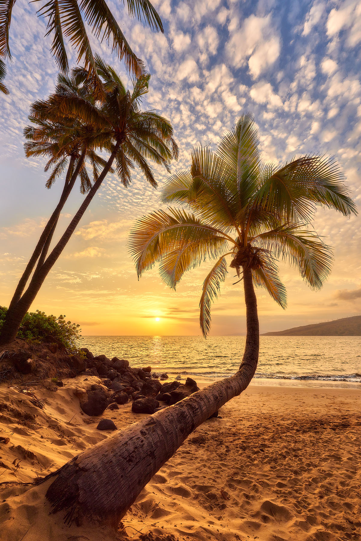 a bent coconut palm tree at sunset in Kihei on the island of Maui, Hawai with amazing clouds.  Hawaii Fine Art Nature Photography by Andrew Shoemaker