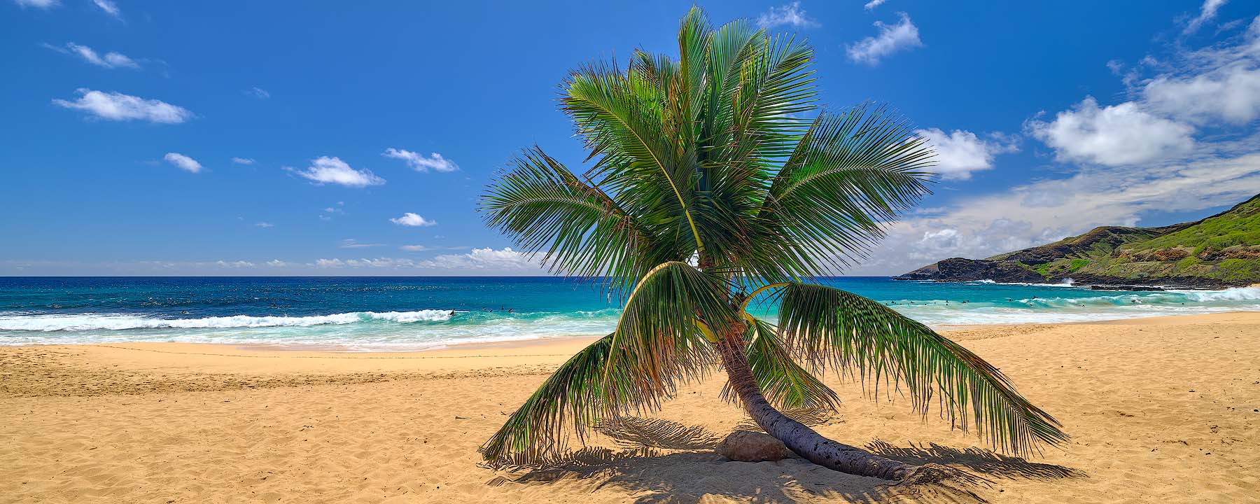 A Place In The Sun Leaning palm tree overlooking turquoise water and golden sand at Sandy Beach on Oahu, Hawaii.
