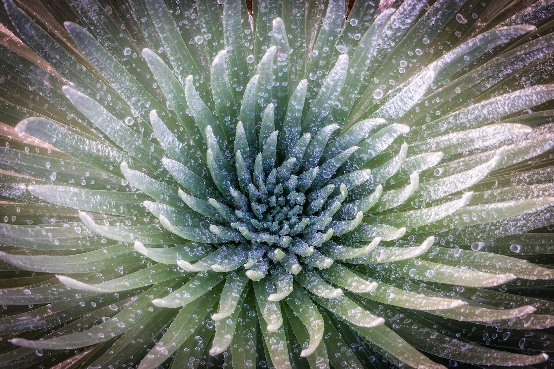 ahinahina haleakala