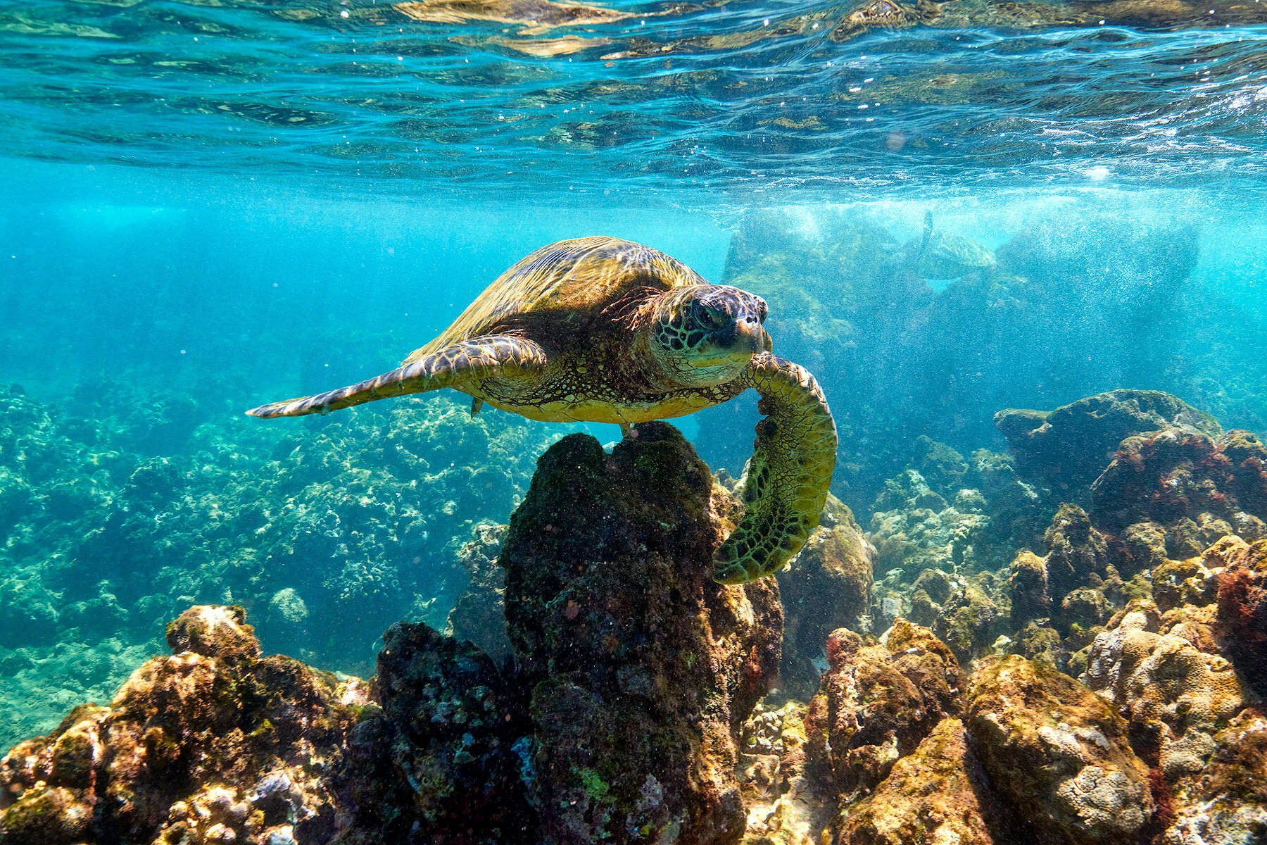 Aquamarine underwater angle of a honu or hawaiian green sea turtle on the island of Maui