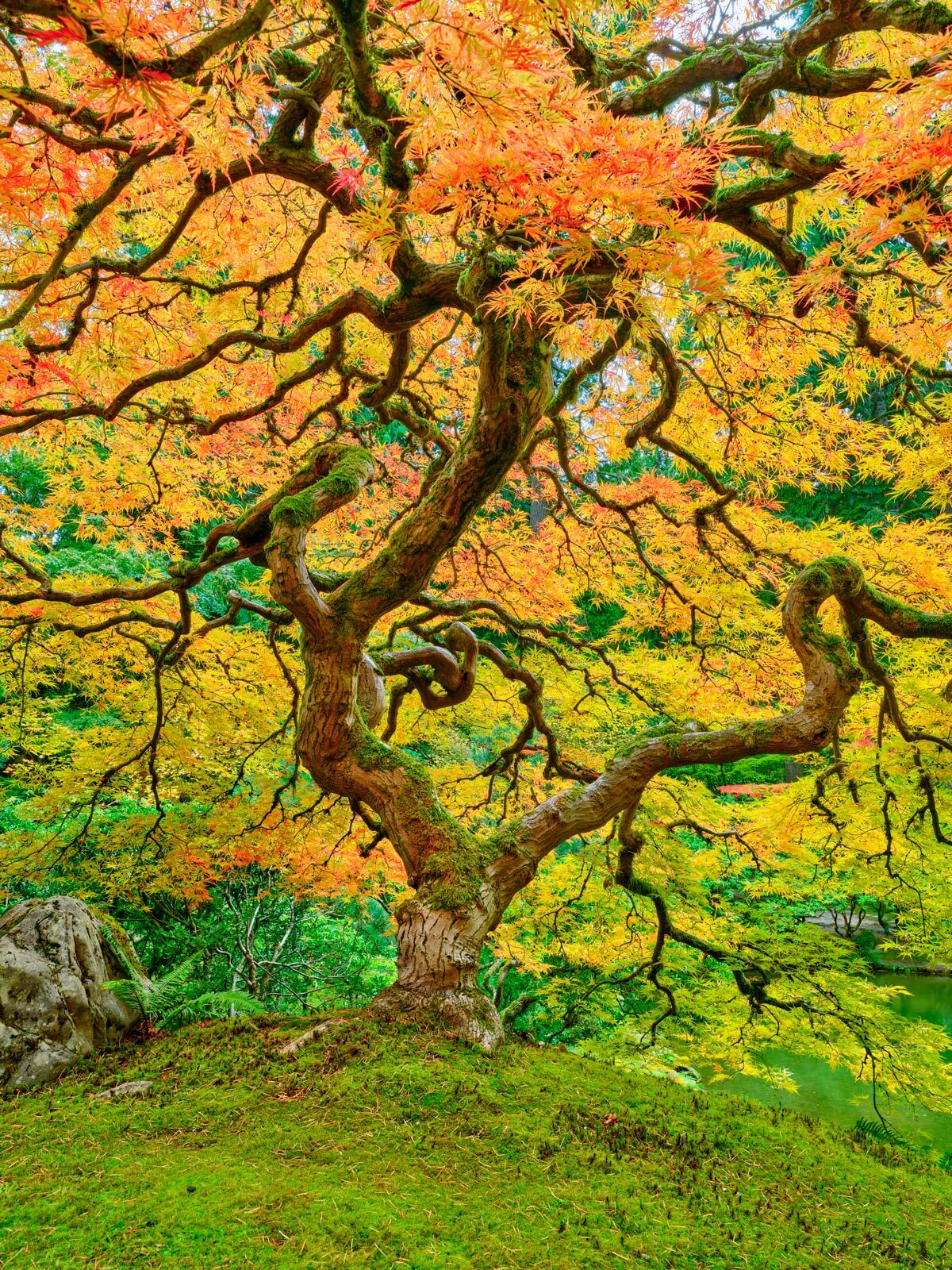 Autumn Elegance is a beautiful fine art photograph of a Japanese Lace Maple in the Portland Japanese Garden captured by photographer Andrew Shoemaker 