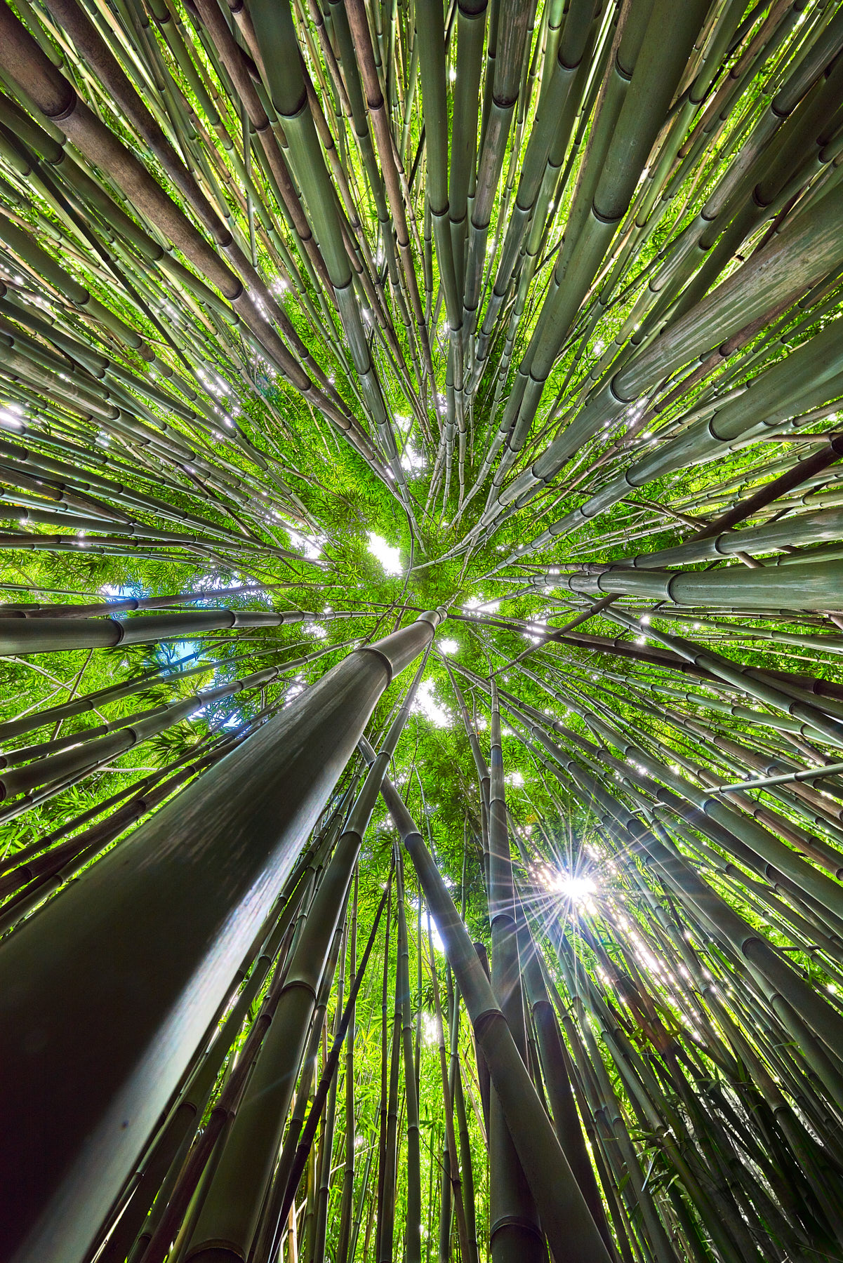 Bamboom fun abstract image looking up towards the sun in the bamboo forest along the Pipiwai Trail near Hana, Maui in the state of Hawaii
