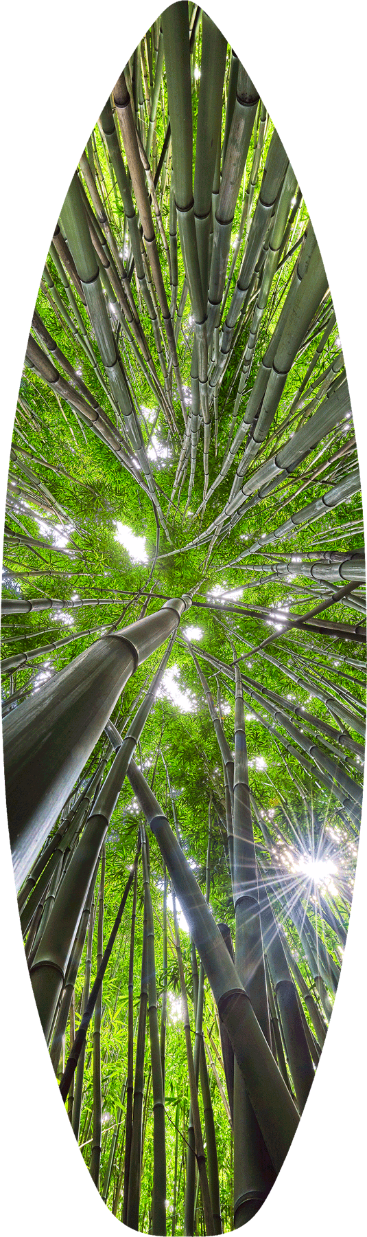 an abstract vertical image inside a bamboo forest on the pipiwai trail near Hana, Hawaii on the island of Maui.  Surfboard art by Andrew Shoemaker