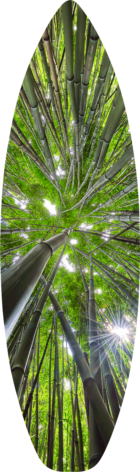Bamboom Surfboard an abstract vertical image inside a bamboo forest on the pipiwai trail near Hana, Hawaii on the island of Maui. Surfboard art by Andrew Shoemaker