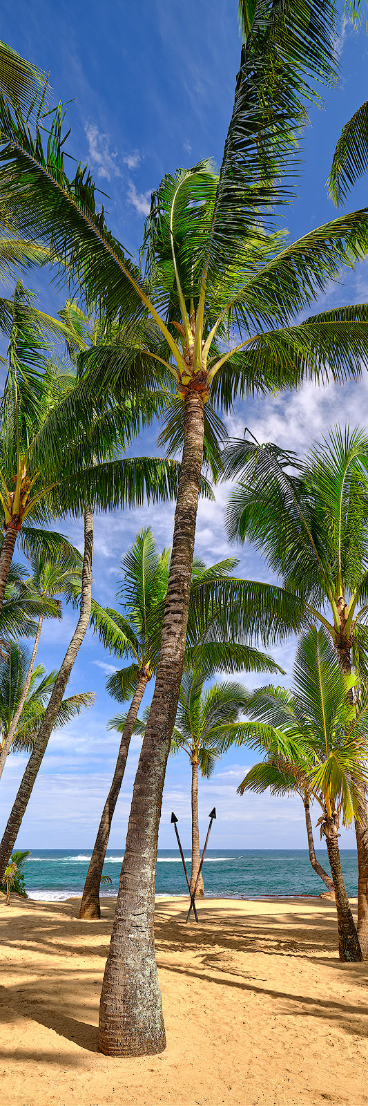 Coconut Cove Coconut palm trees sway in the breeze at Kuau Cove behind Mama's Fish House on the island of Maui Hawaii. Hawaii Fine Art Photography by Andrew Shoemaker