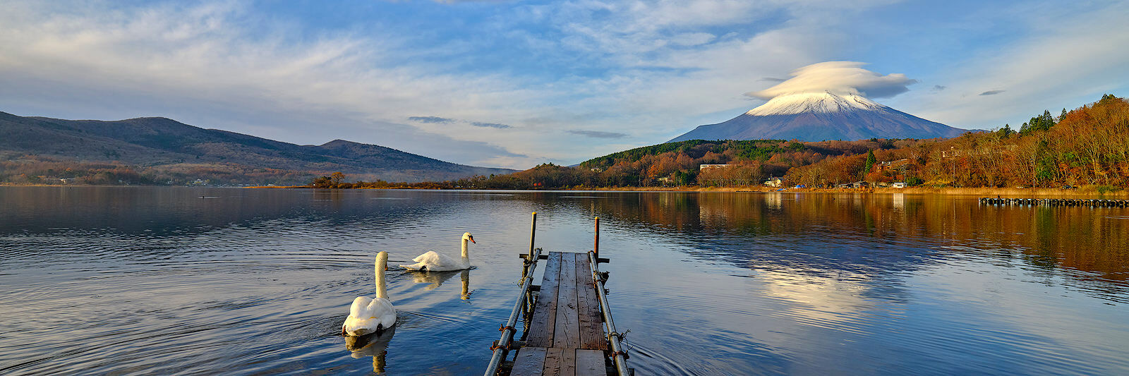 panoramic scene of Lake Yamanaka with several swans at sunrise and Mount Fuji rising in the background with lenticular clouds around it in Japan