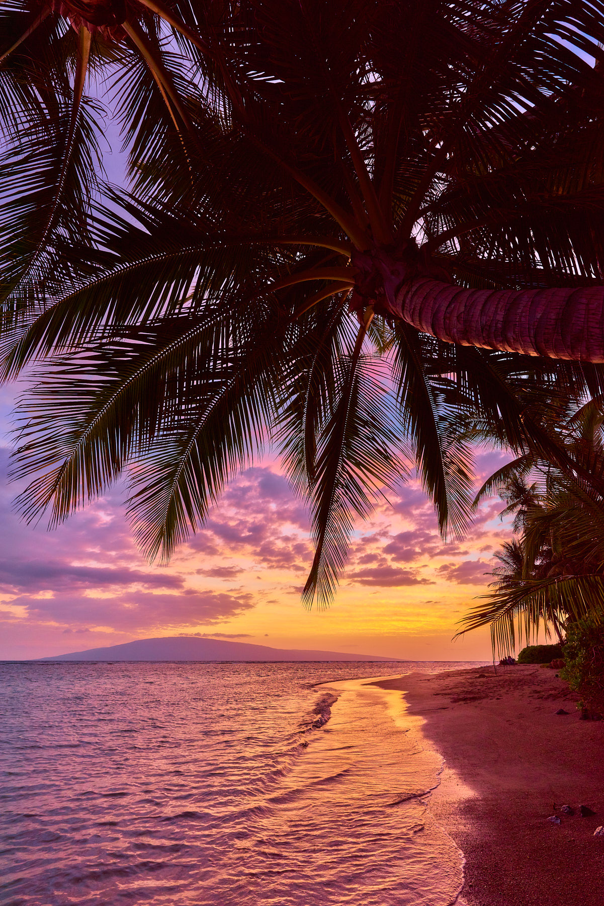 Edge of Paradise A very classic sunset scene at Baby Beach in Lahaina, Maui with the island of Lanai in the background and a coconut palm reaching out over the ocean
