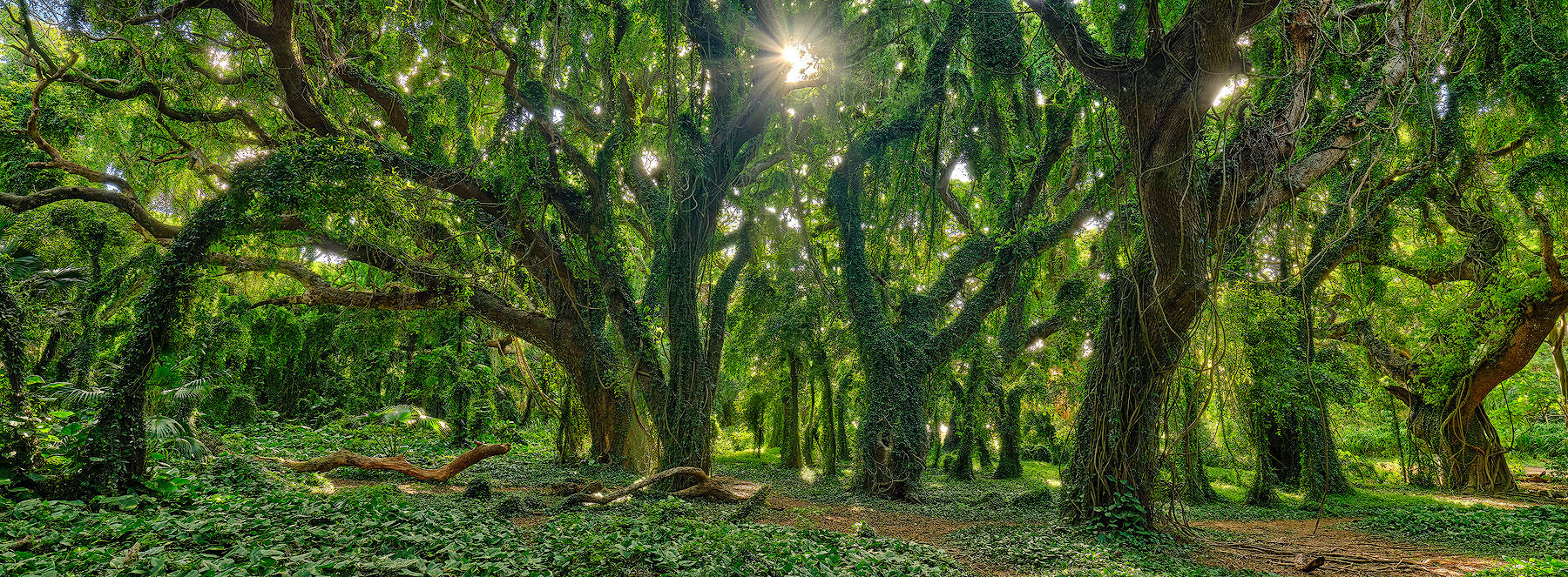 panoramic view of the enchanted forest at Honolua Bay on the island of Maui displays a lush green setting