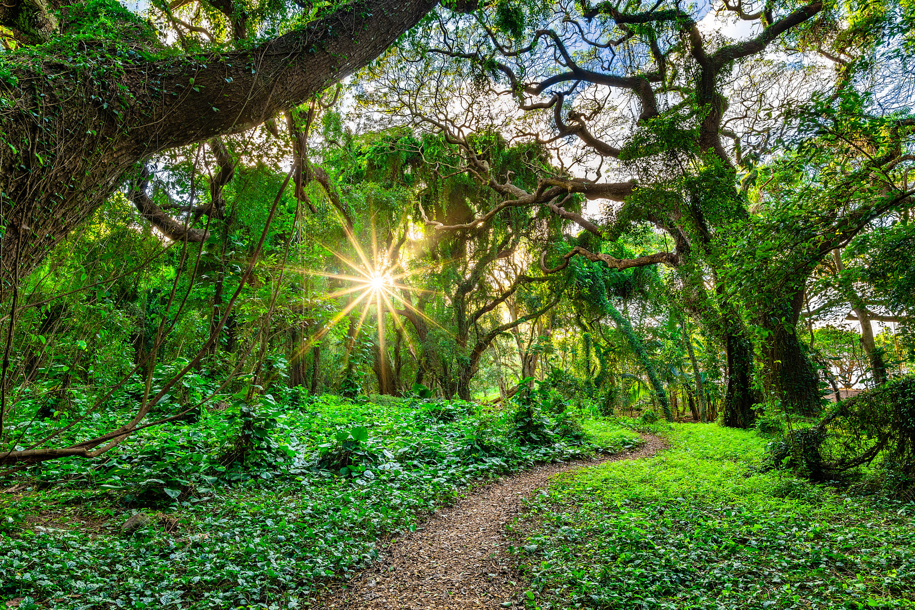 a beautiful forest scene at the lush Honolua Bay is accented by a path and a sun star peeking through the tropical foliage